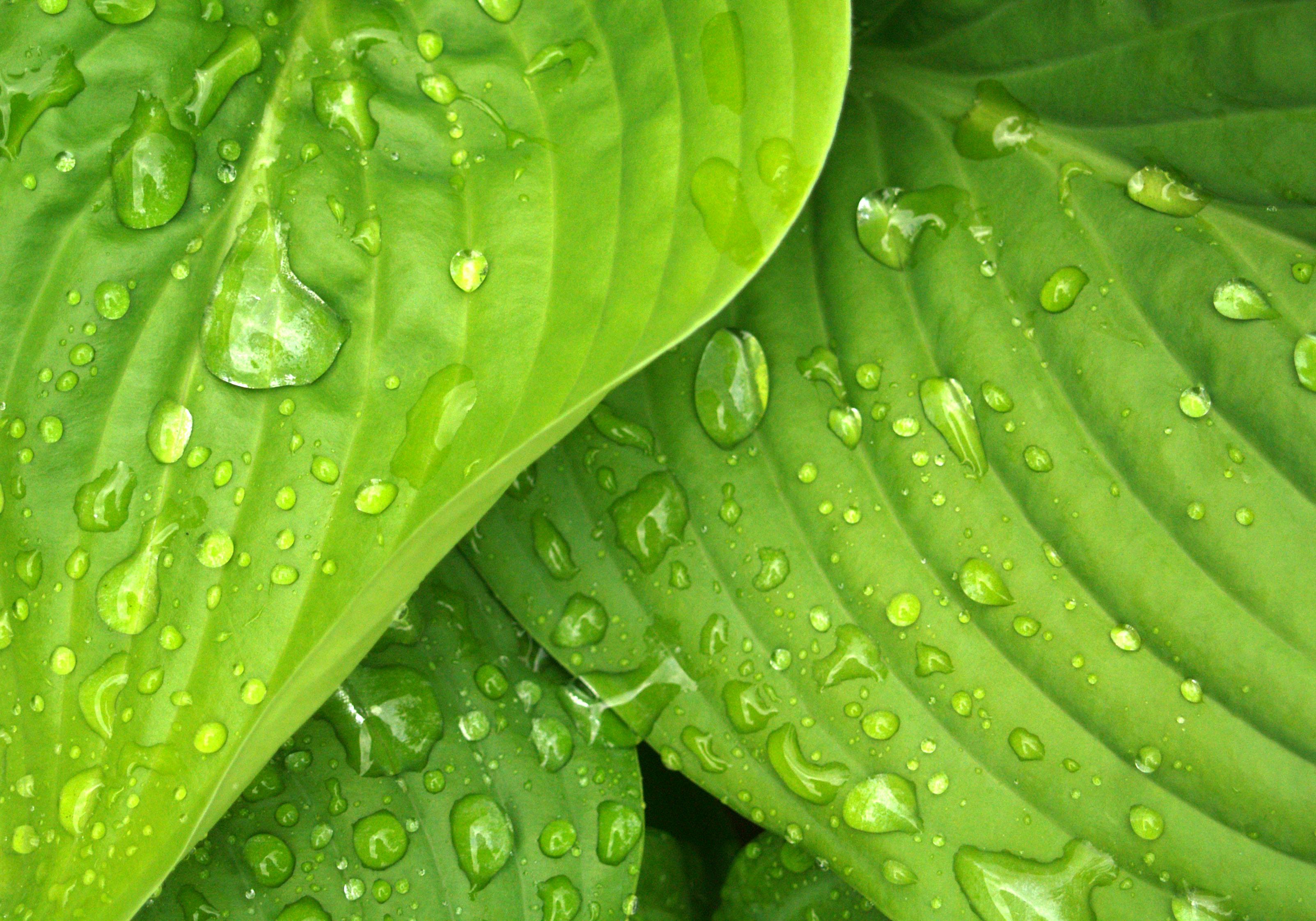 sprint 1 image of green leaves with water droplets