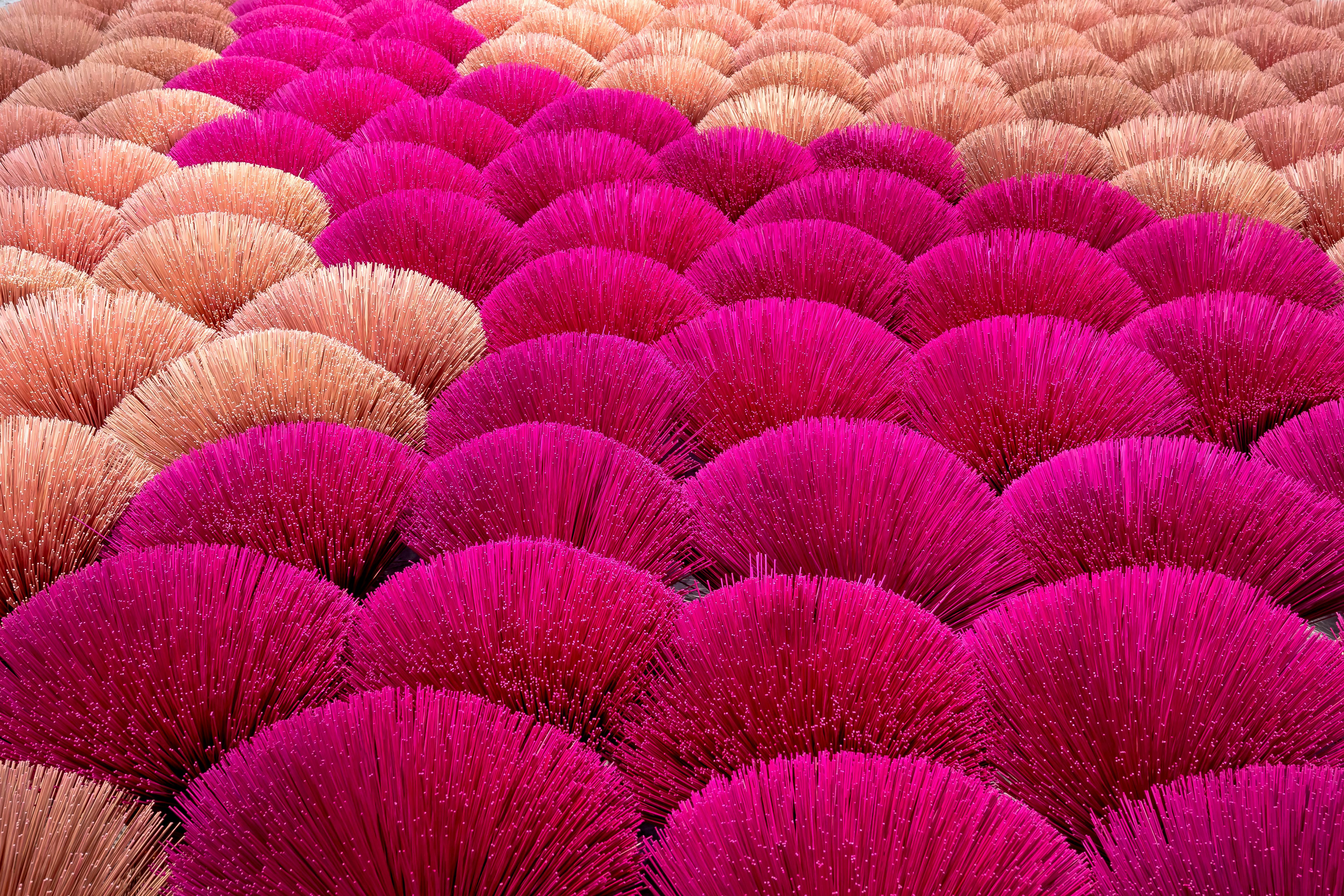 rows and rows of spiky bushes in hot pink and blush